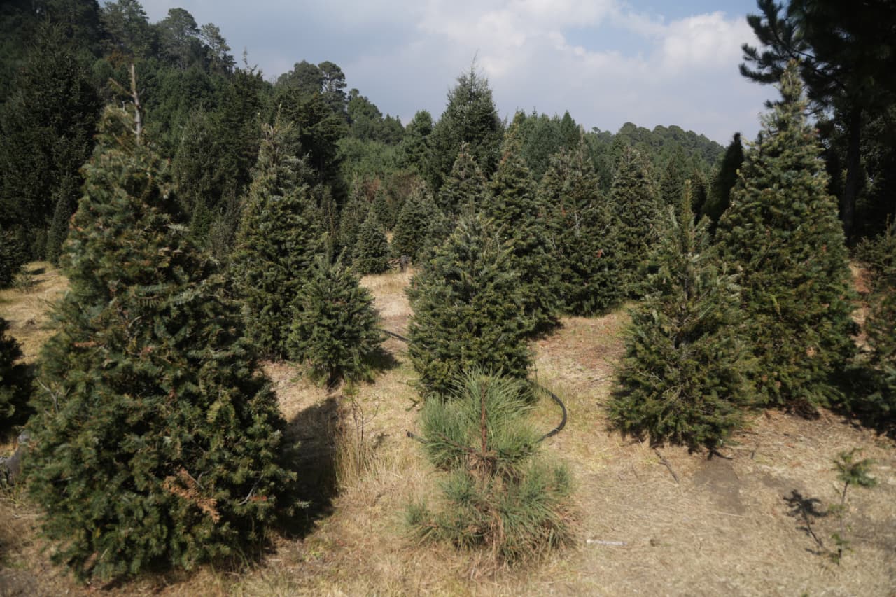 Tlalpan inaugura temporada de árboles de Navidad e invita a comprar pinos certificados y sustentables