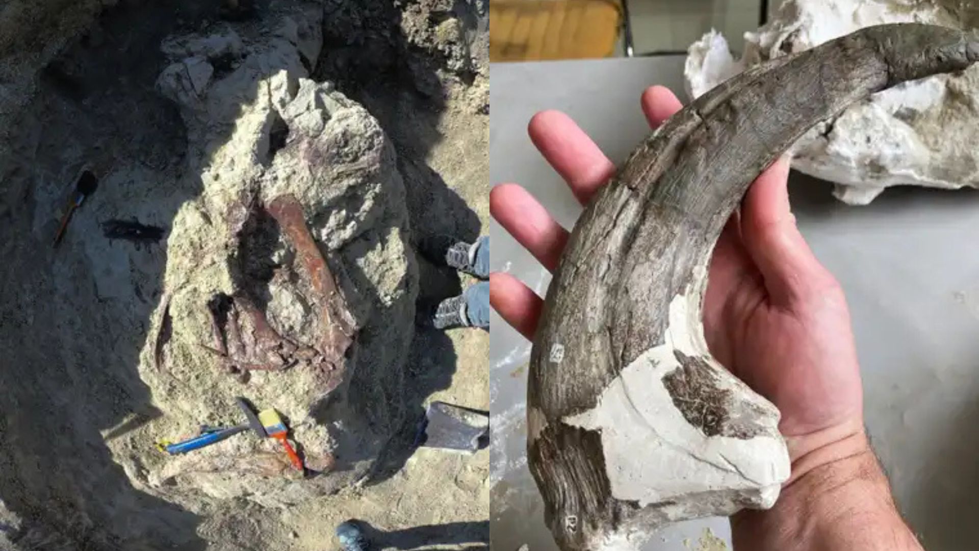 Hallan en la Patagonia argentina un megaraptor con garras “de trituradora” y un cocodrilo en su última comida