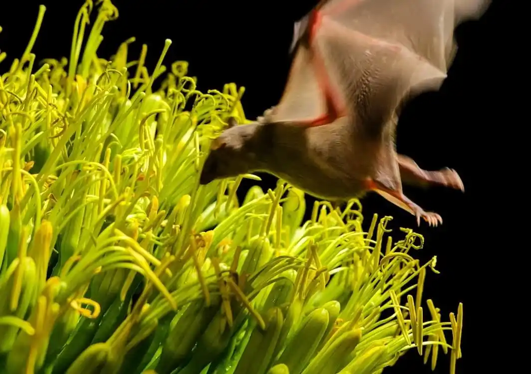 México impulsa programa de conservación de murciélagos esenciales para el agave