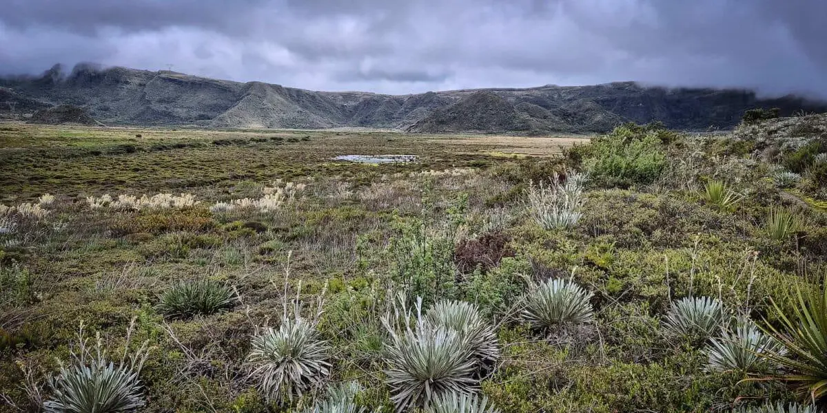 ECOSISTEMAS INVISIBLES: LOS TESOROS NATURALES QUE PROTEGEN LA BIODIVERSIDAD REGIONAL