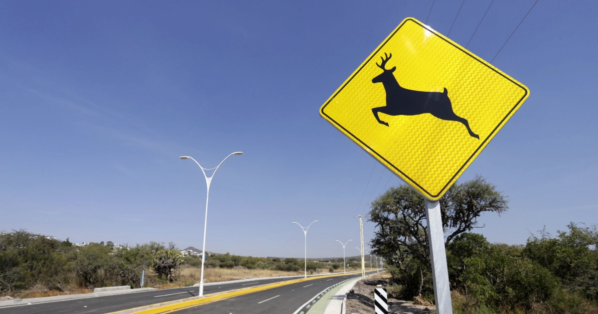 ATROPELLAMIENTOS DE VENADOS EN PURÍSIMA DEL RINCÓN ENCIENDEN ALERTAS AMBIENTALES