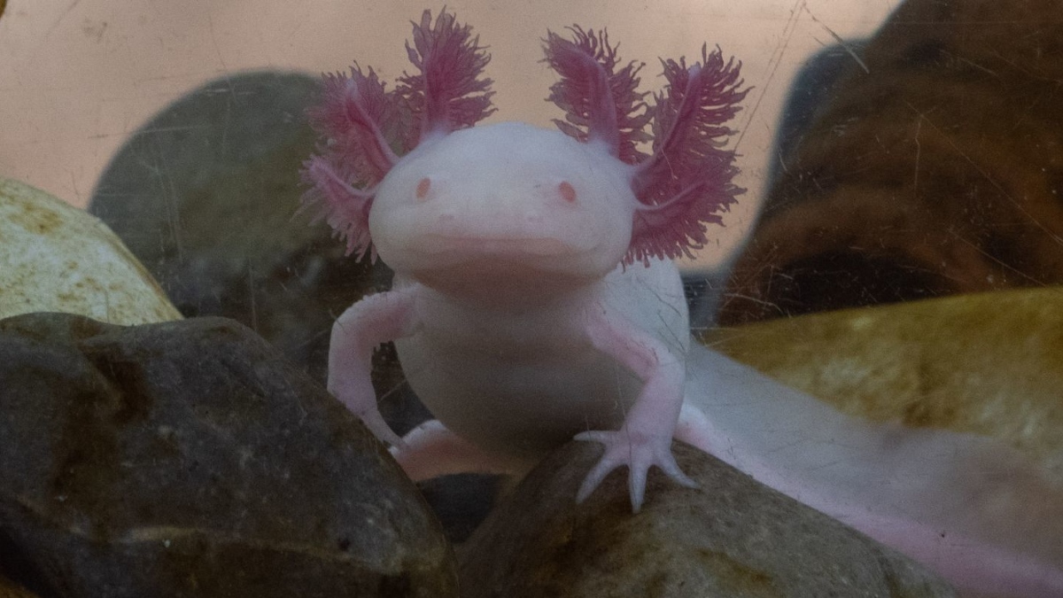 EXPO VERDE Y SALVAJE 2026 EN LEÓN PROMUEVE EL CUIDADO DEL AJOLOTE