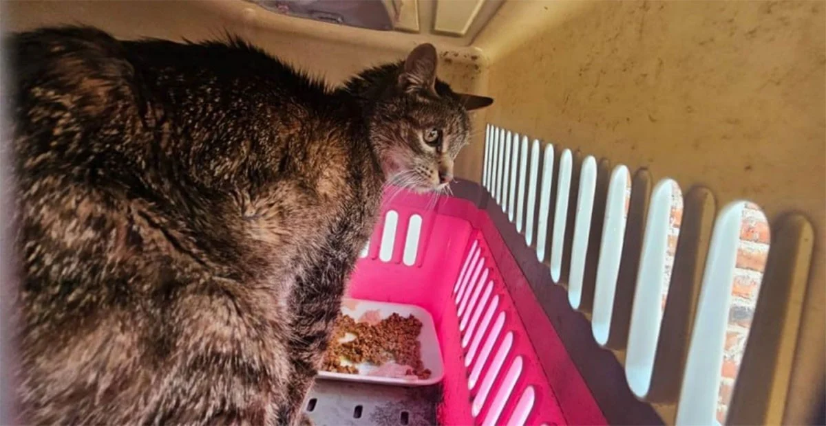 ANIMALISTAS EN LEÓN PIDEN APOYO PARA GATITOS EN ESTADO GRAVE