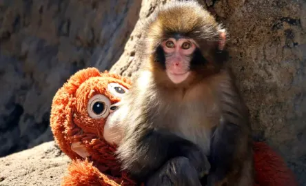 BEBÉ MONO RECHAZADO ENCUENTRA CONSUELO EN UN PELUCHE Y ABRE DEBATE SOBRE EL APEGO