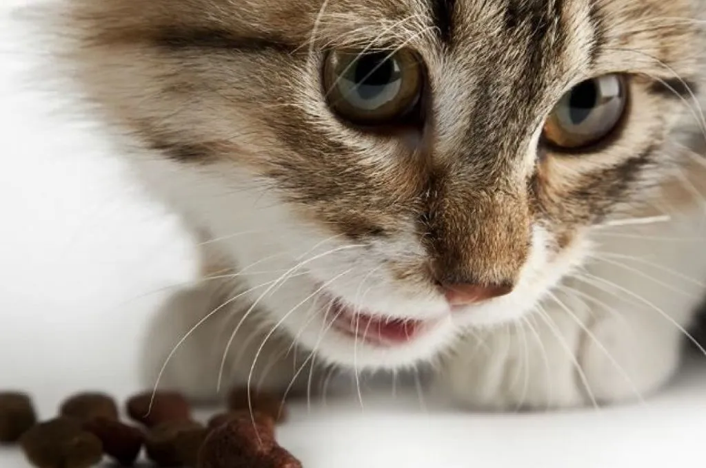 VIRUS MORTAL ACECHA A GATOS NO VACUNADOS EN MÉXICO Y LEÓN