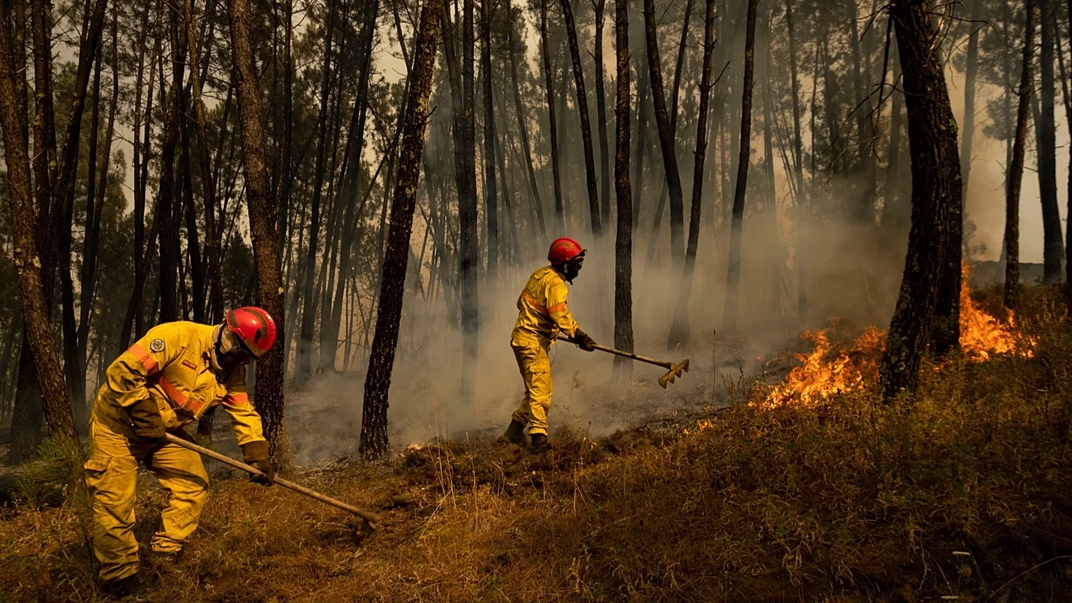 EUROPA ENFRENTA UNA MORTANDAD DE ÁRBOLES SIN PRECEDENTES POR INCENDIOS Y PLAGAS