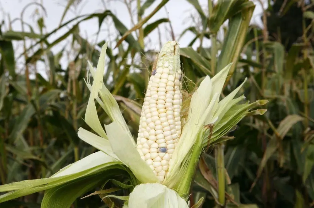 PRIORIZAR LA PRODUCCIÓN DEL MAÍZ EN GUANAJUATO FRENTE A RETOS CLIMÁTICOS Y ECONÓMICOS