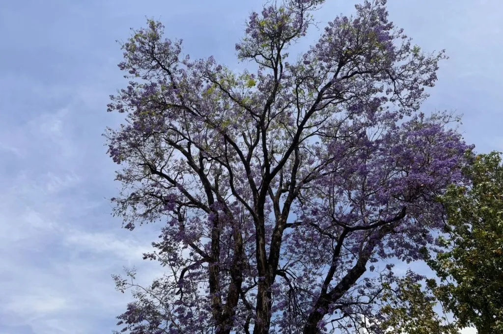 JACARANDAS Y TABACHINES ANUNCIAN LA LLEGADA DE LA PRIMAVERA EN GUANAJUATO