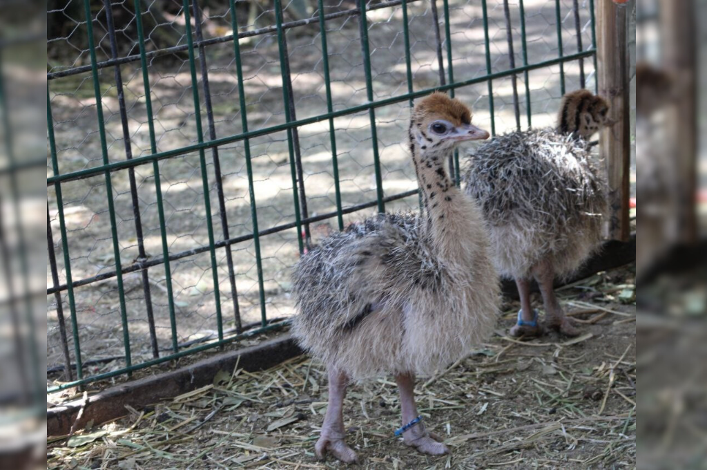 NACEN CUATRO AVESTRUCES EN ZOOLEÓN, REFUERZANDO ESPACIOS DE CONSERVACIÓN