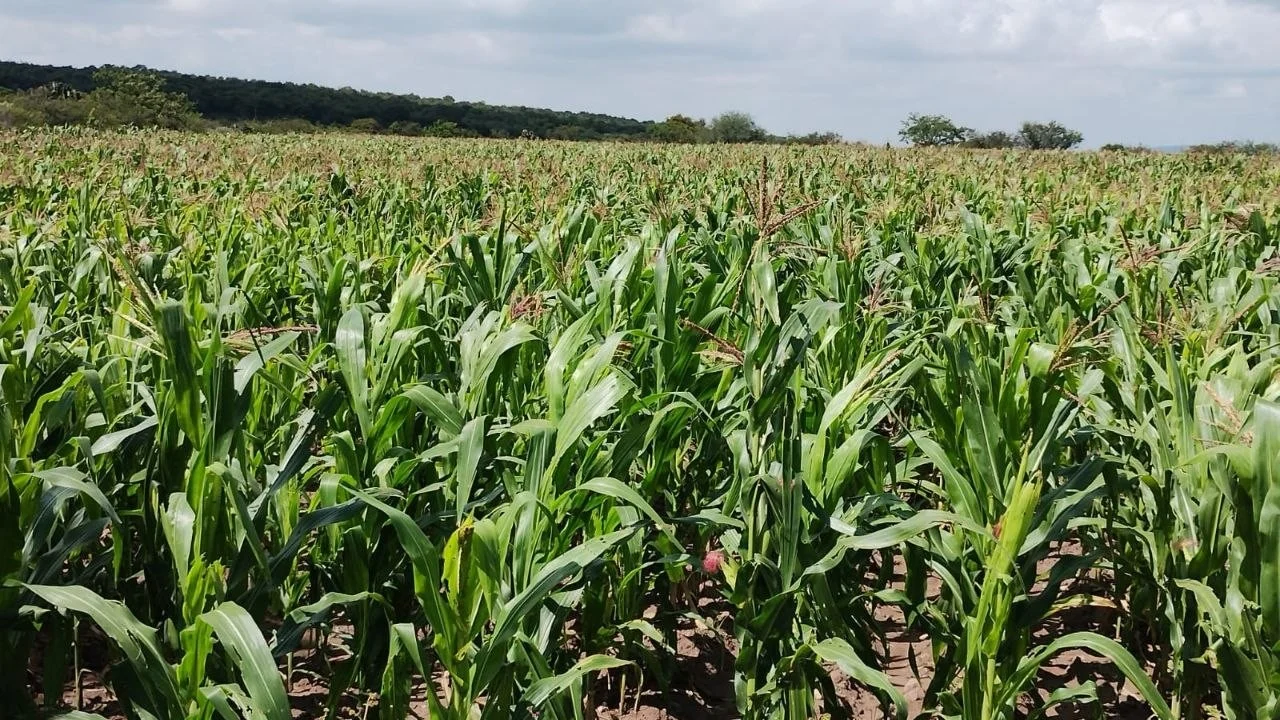 LA SECRETARÍA DE ECONOMÍA APOYA A CAMPESINOS EN GUANAJUATO CON PROGRAMAS DE FINANCIAMIENTO