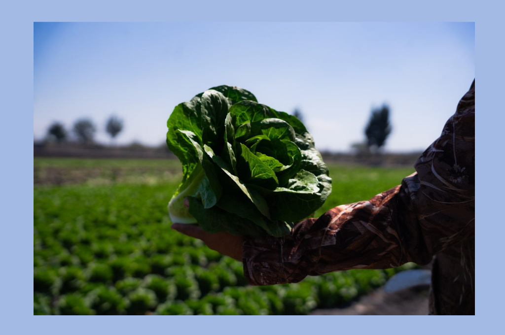 MAQUINARIA MEDINA EXPORTA A ESTADOS UNIDOS: CASO DE ÉXITO EN EL CAMPO GUANAJUATENSE