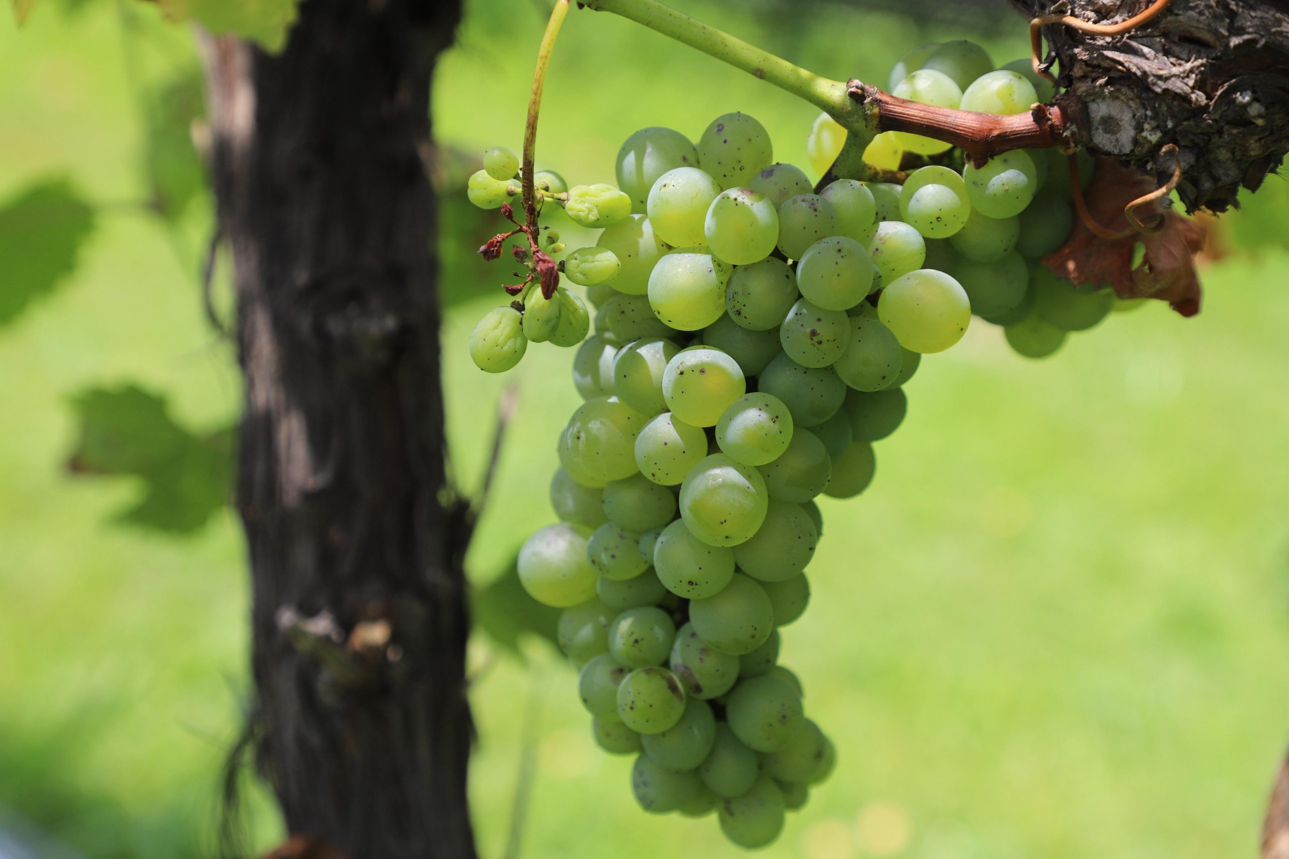 GUANAJUATO POSICIONA SUS VINOS EN BACCHUS 2026