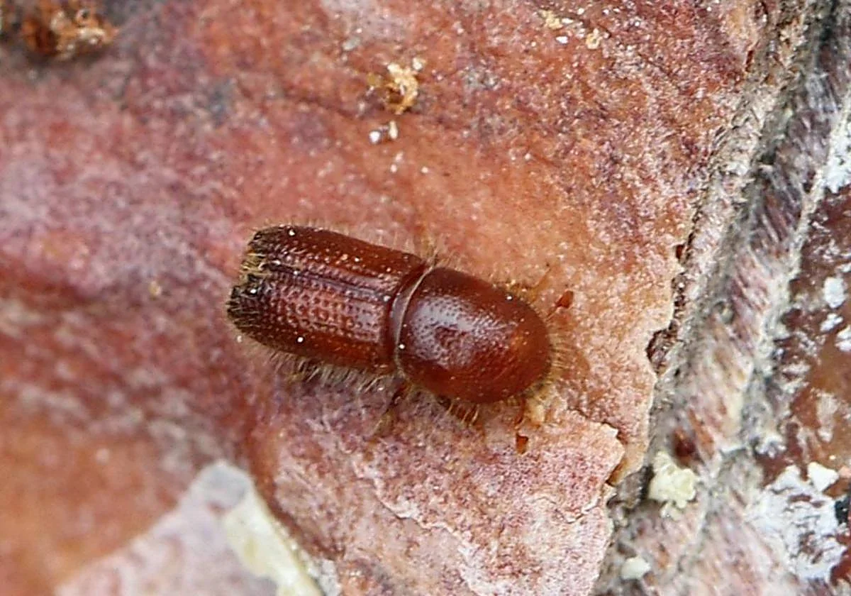 DECLARAN FINALIZADA PLAGA QUE AFECTABA AL SECTOR AGRÍCOLA