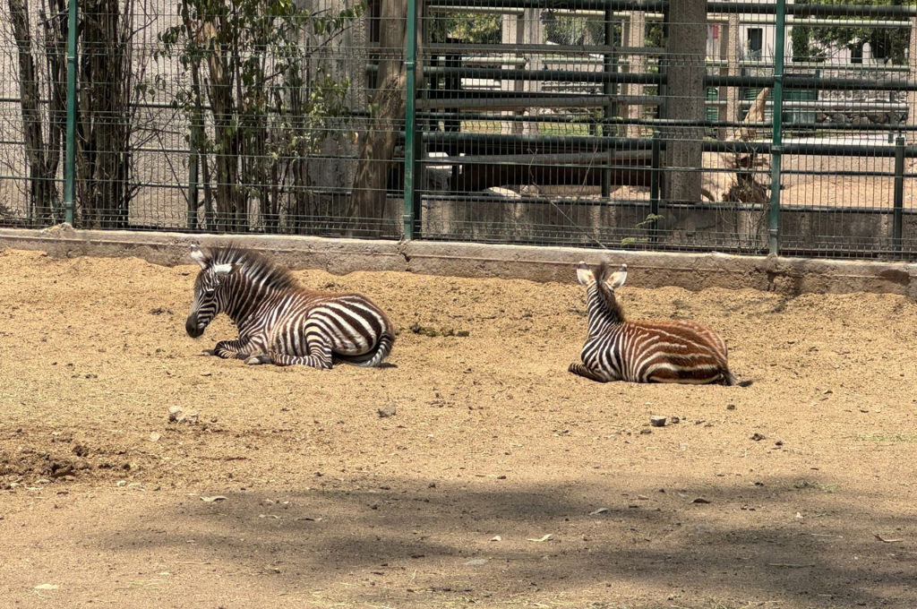 NACEN CRÍAS DE CEBRA EN ZOOLÓGICO DE IRAPUATO