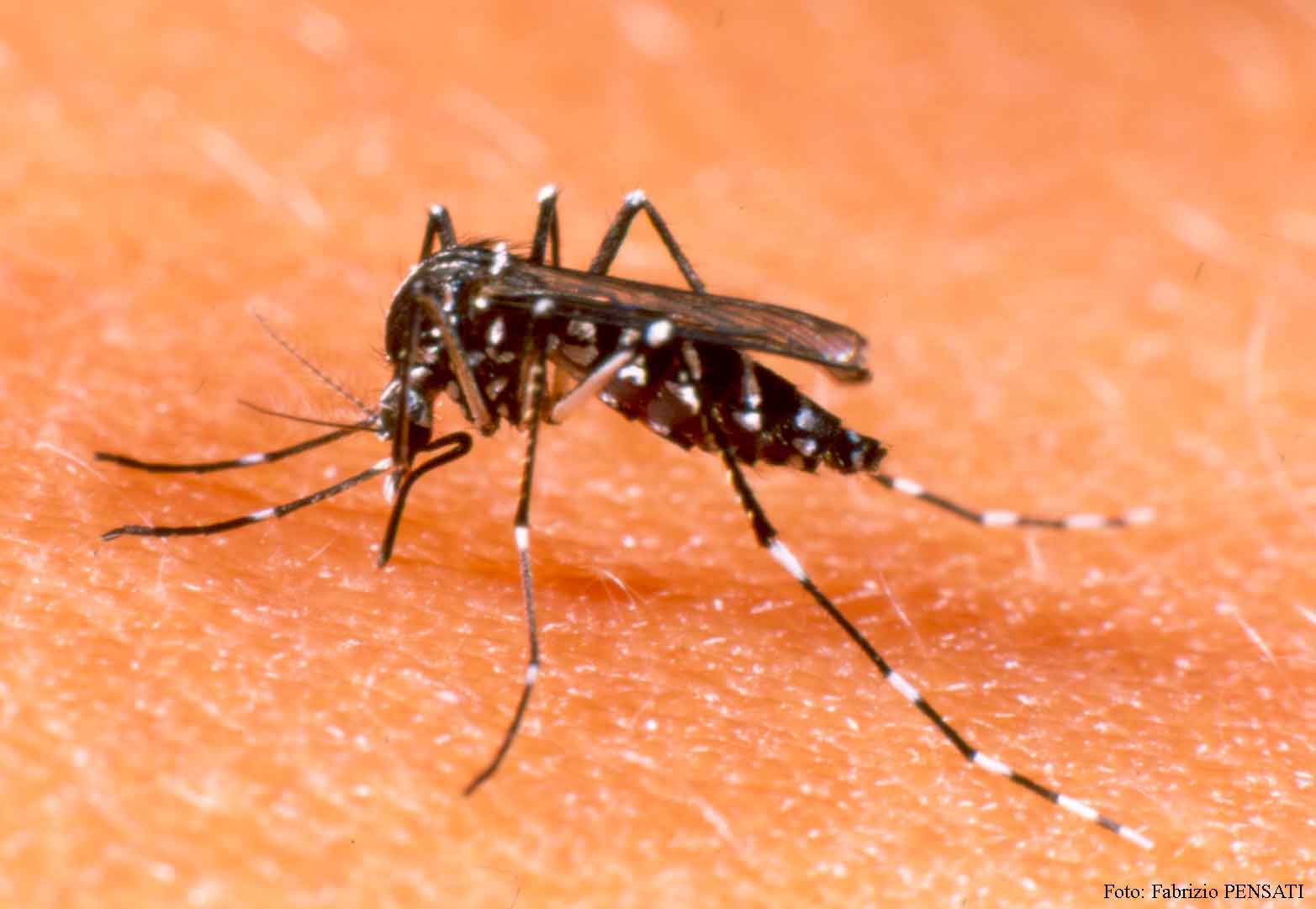 AUMENTAN CASOS DE DENGUE Y CHIKUNGUNYA EN MÉXICO