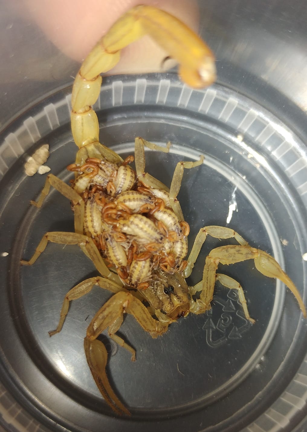 SALUD EXHORTA A EVITAR REMEDIOS CASEROS POR PICADURAS DE ALACRÁN