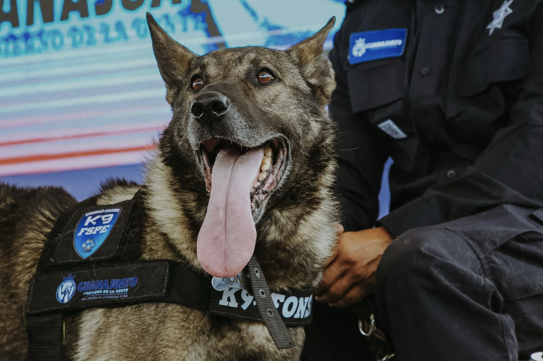 “MISIÓN CUMPLIDA”: SE JUBILAN 10 CANINOS DE LA UNIDAD K9 EN GUANAJUATO
