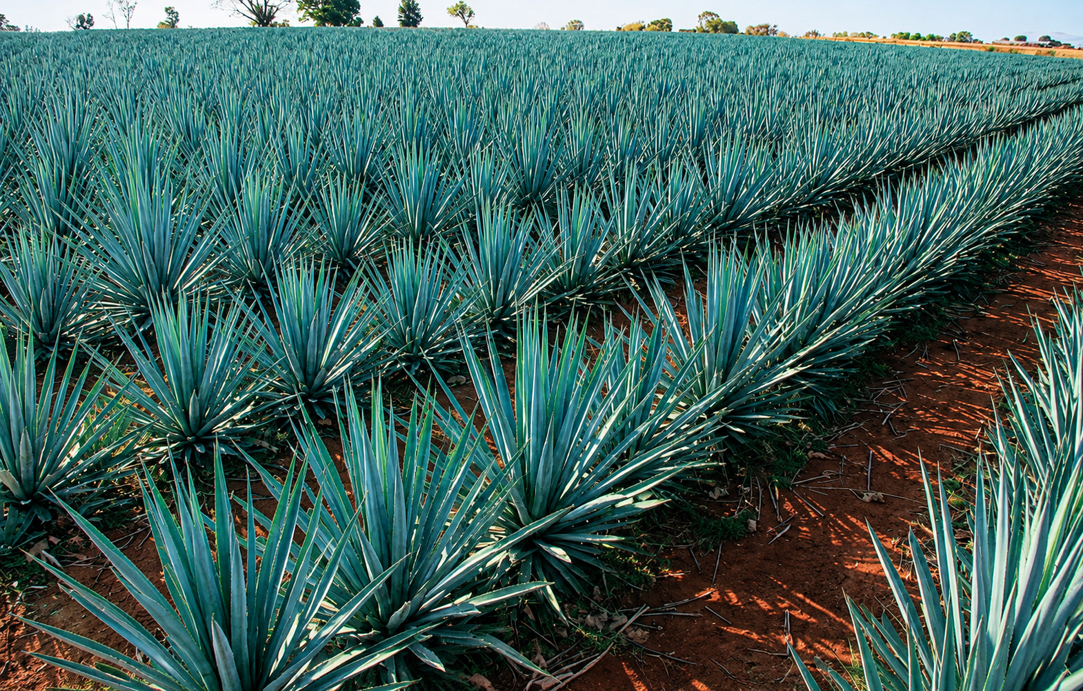 GUANAJUATO PROHÍBE EL DESMONTE PARA SIEMBRA DE AGAVE EN ÁREAS NATURALES PROTEGIDAS